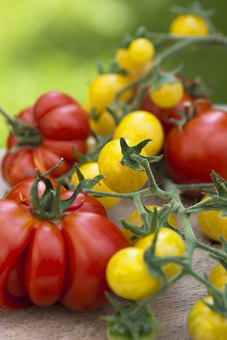 Fleischtomaten (Reisetomaten), gelbe Tomaten & Strauchtomate