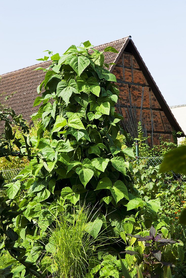 Runner beans in front of a barn