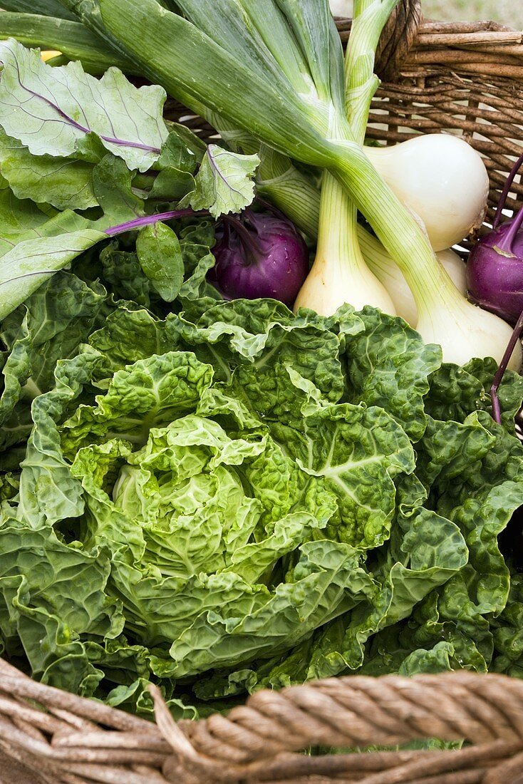 Frisch geerntetes Gemüse im Korb (Wirsing, Kohlrabi, Zwiebeln)