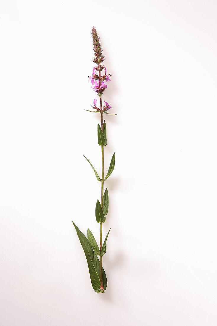 Purple loosestrife