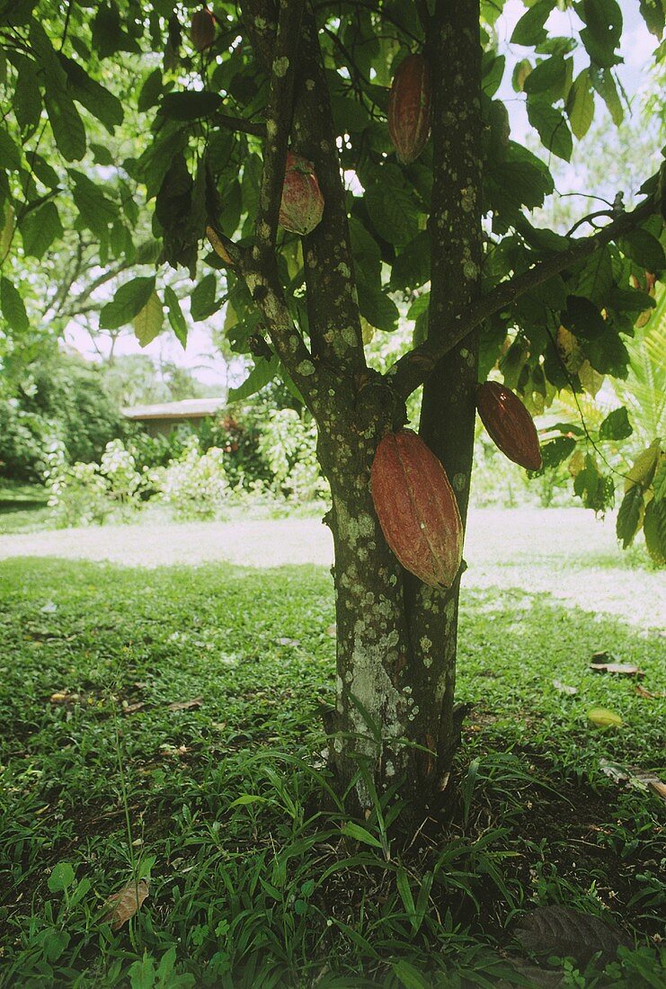 Kakaobaum