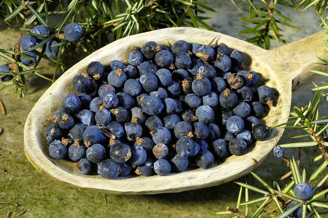 Fresh juniper berries on a wooden spoon out of doors