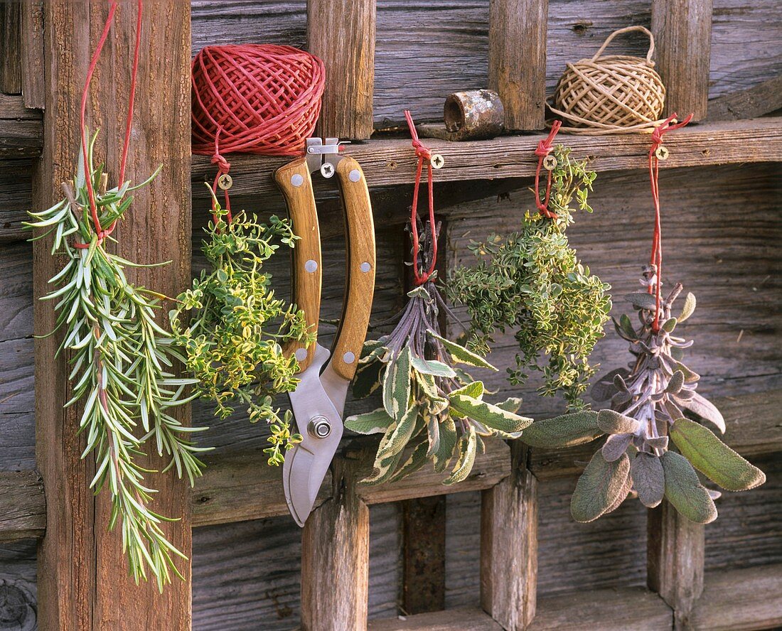 Various herbs hanging up to dry