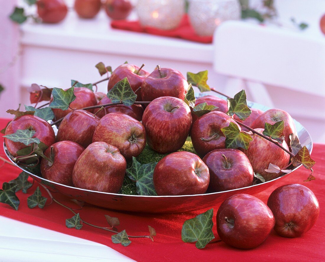 Mehrere rote Äpfel (Malus) mit Efeu in einer Schale