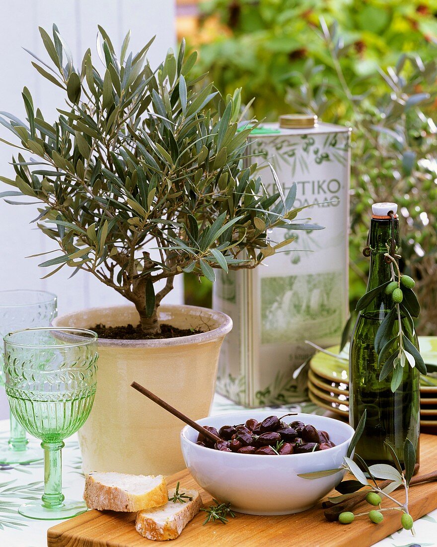 Small olive tree, marinated olives and olive oil