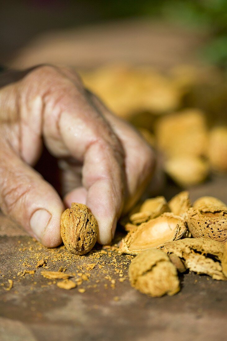 Man holding an almond in one hand, almond shells