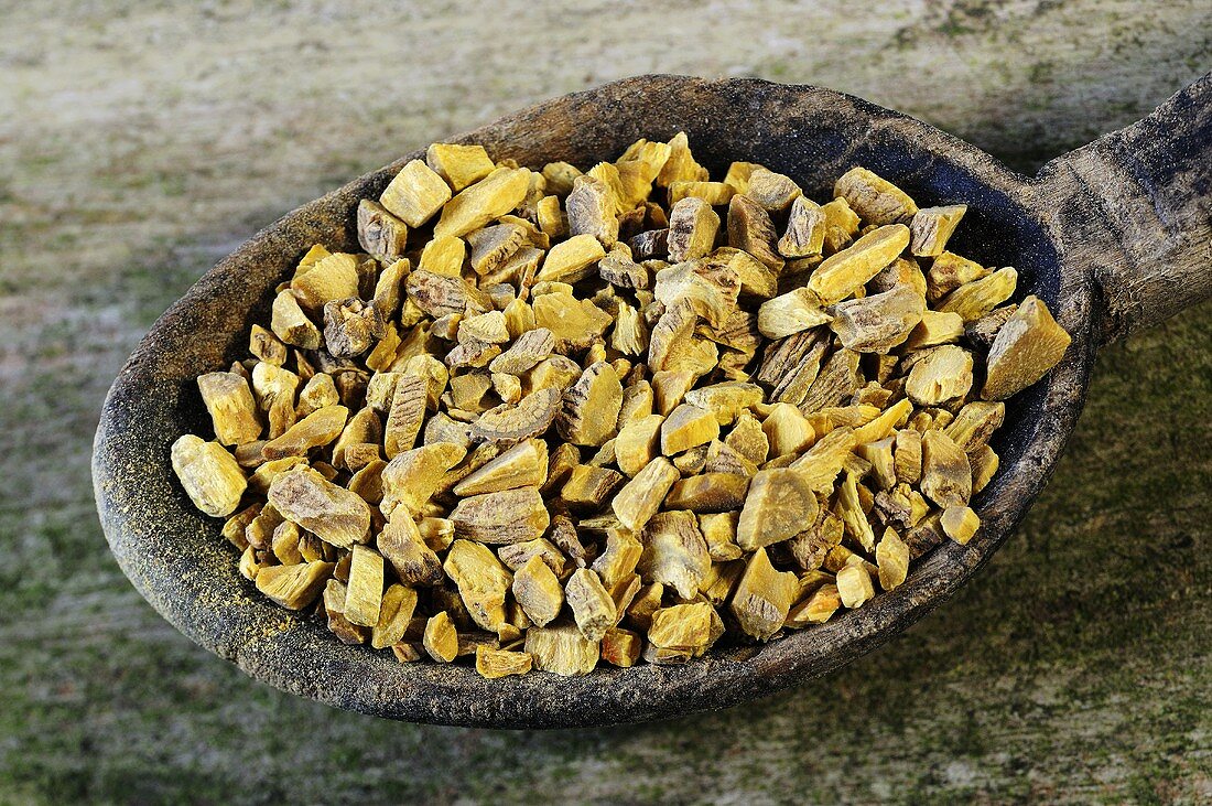 Baikal skullcap root on a wooden spoon