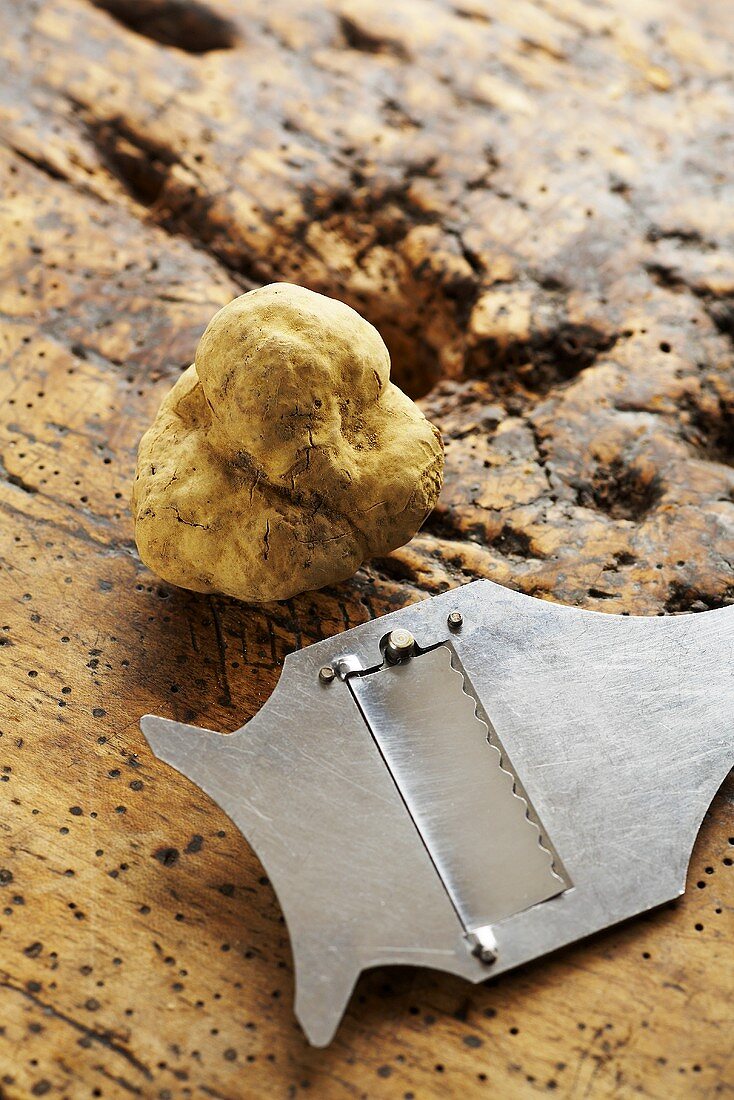 White Alba truffle with truffle slicer on wooden background