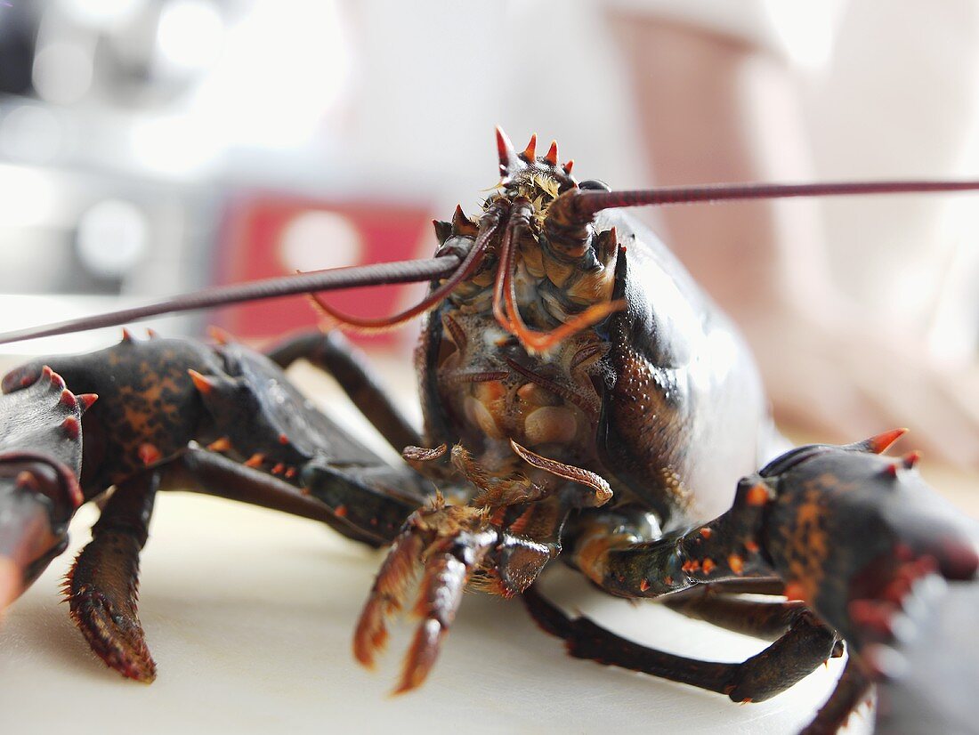 A live lobster, close-up