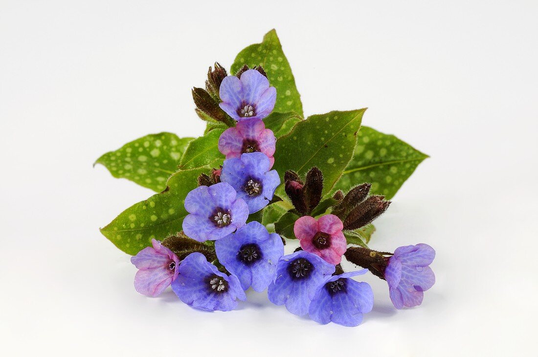 Lungwort with flowers and leaves