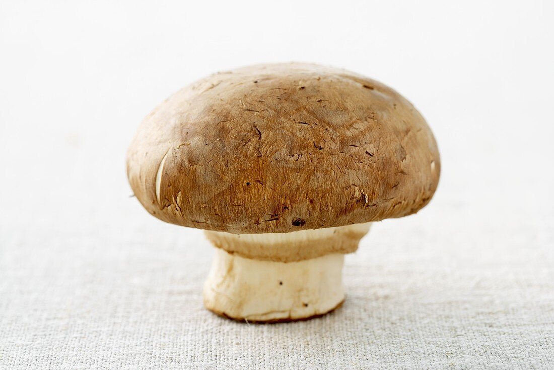 A chestnut mushroom