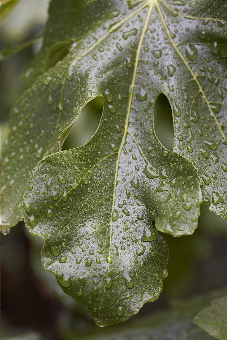 Wet fig leaves