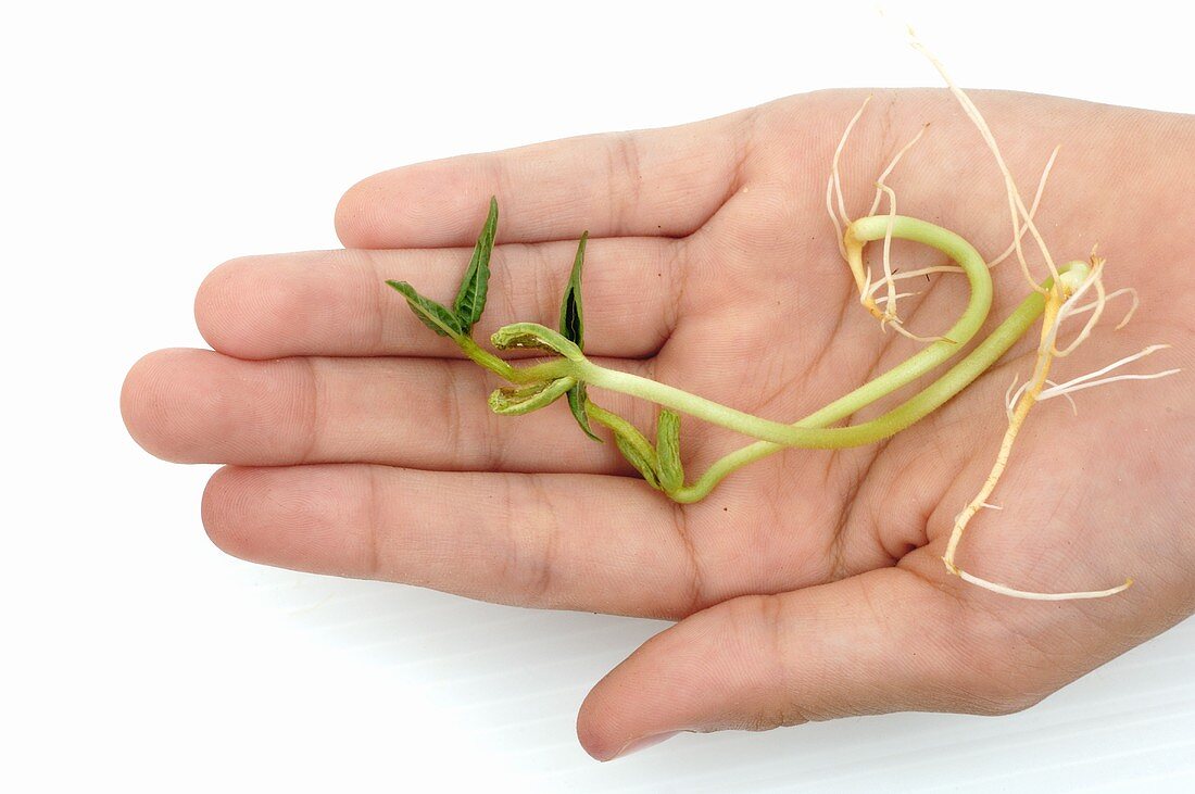 Bean seedlings on someone's hand