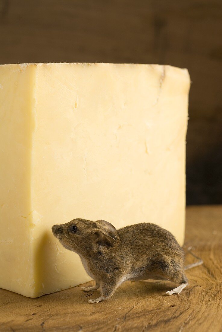 Lebendige Maus mit einem Stück Cheddar