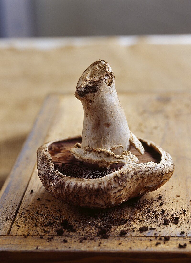 A Portobello mushroom with soil on a wooden board