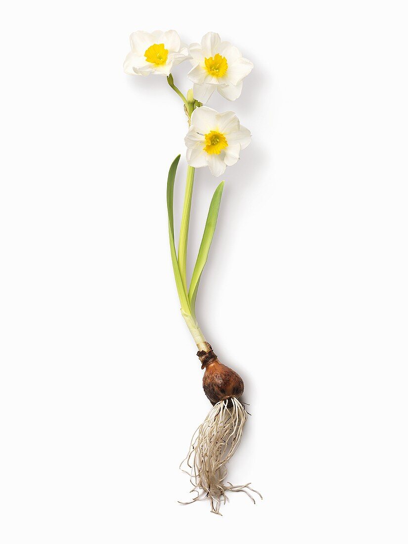 A narcissus bulb with flowers and roots