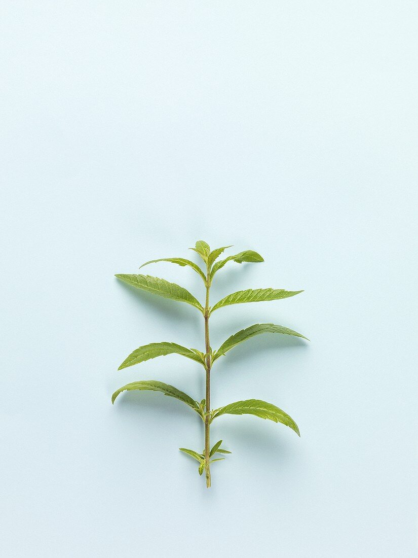 Lemon verbena