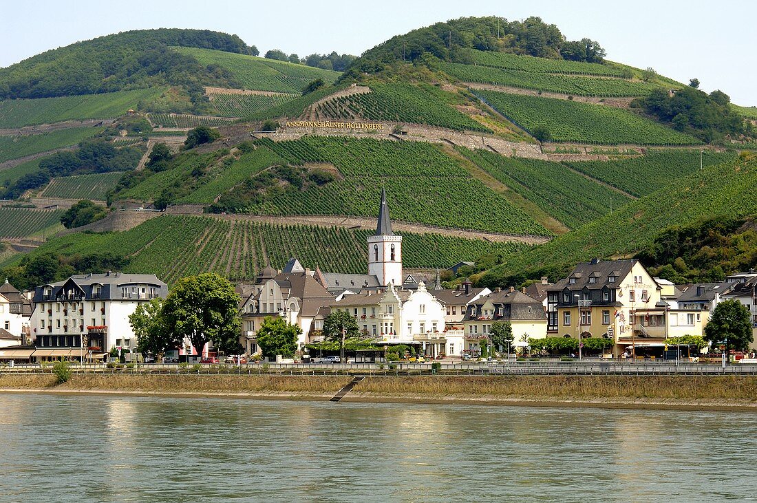 Der Rhein bei Assmannshausen, Weingut Hollenberg (Rheingau)