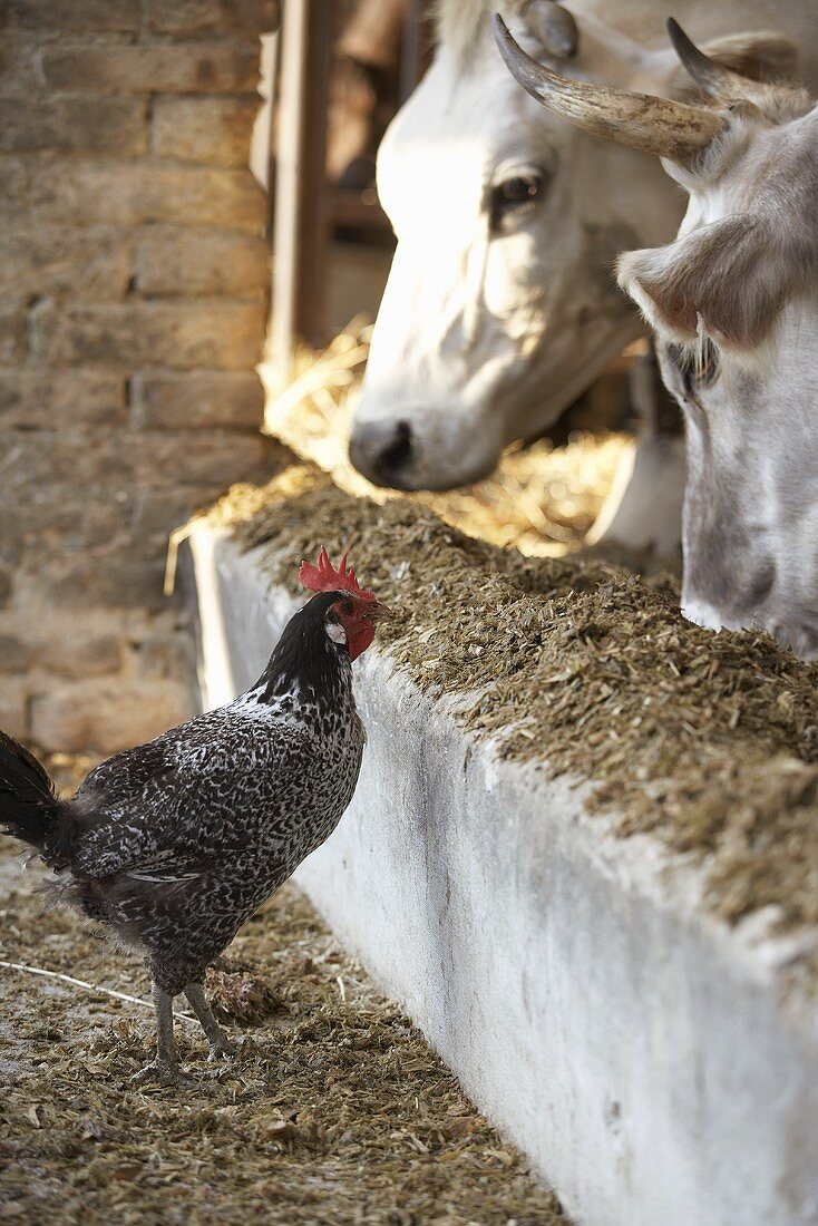 Cows feeding in a stall with a hen