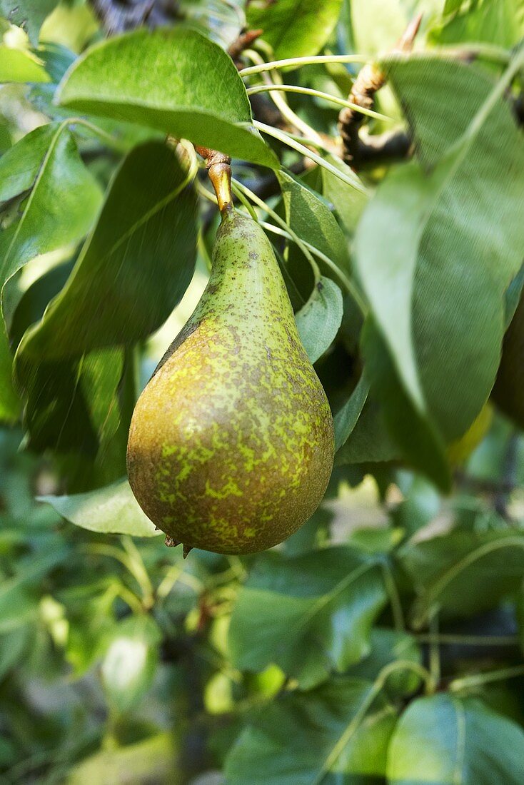 A pear on the tree