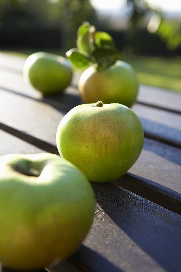 Äpfel der Sorte 'Bramley' (Kochapfel, England) im Freien