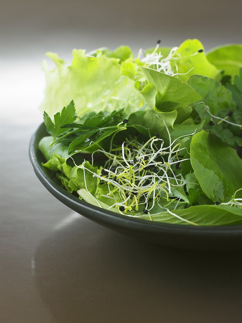 Mesclun with parsley and sprouts