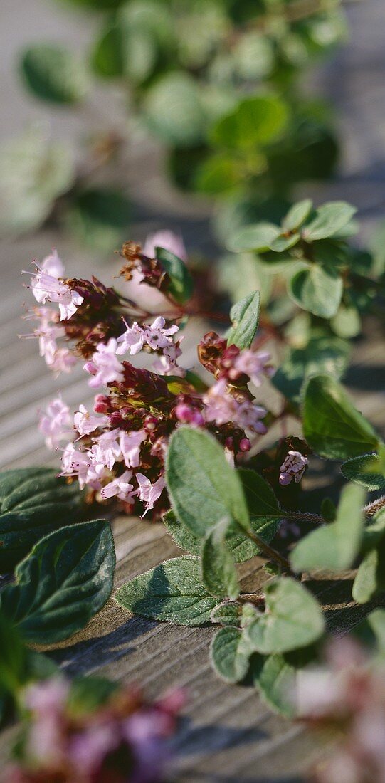 Oregano mit Blüten auf Holzuntergrund