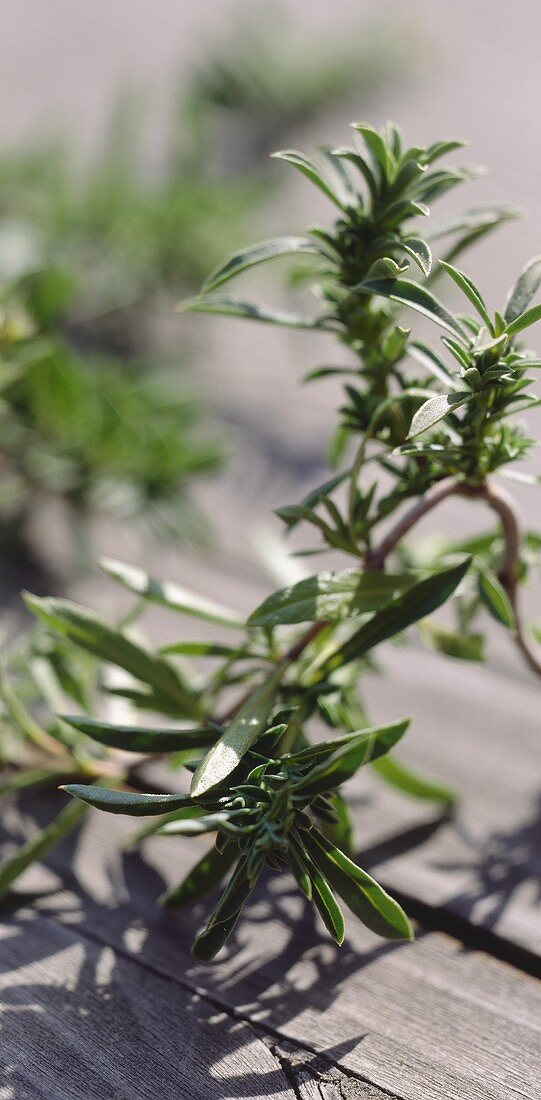 Winter savory on wooden background