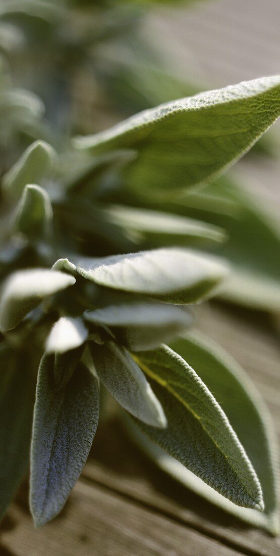 Fresh sage on wooden background