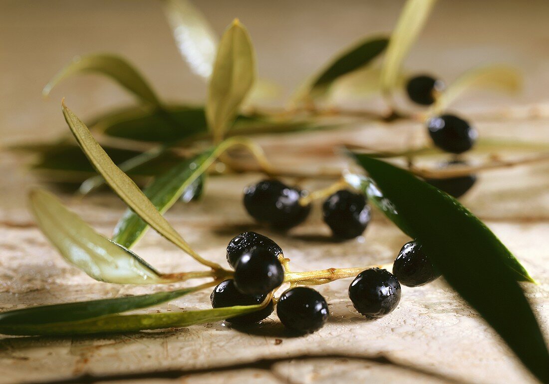 Black olives on olive branches