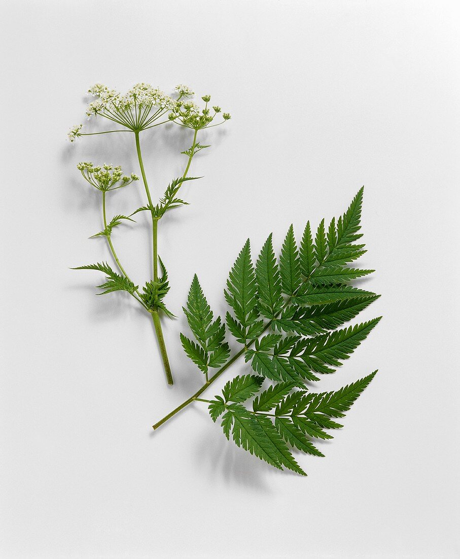 Süssdolde mit Blüten und Blatt (Myrrhis odorata)