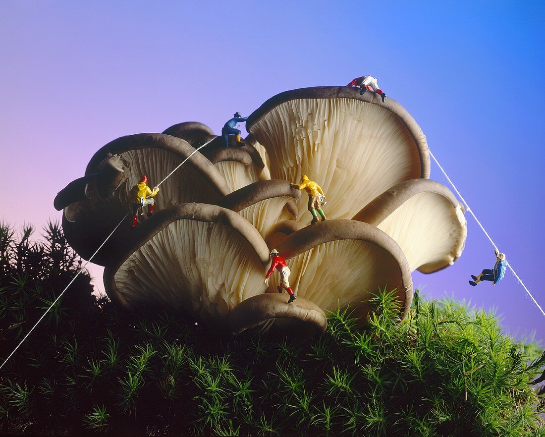 Mountaineers climbing oyster mushrooms
