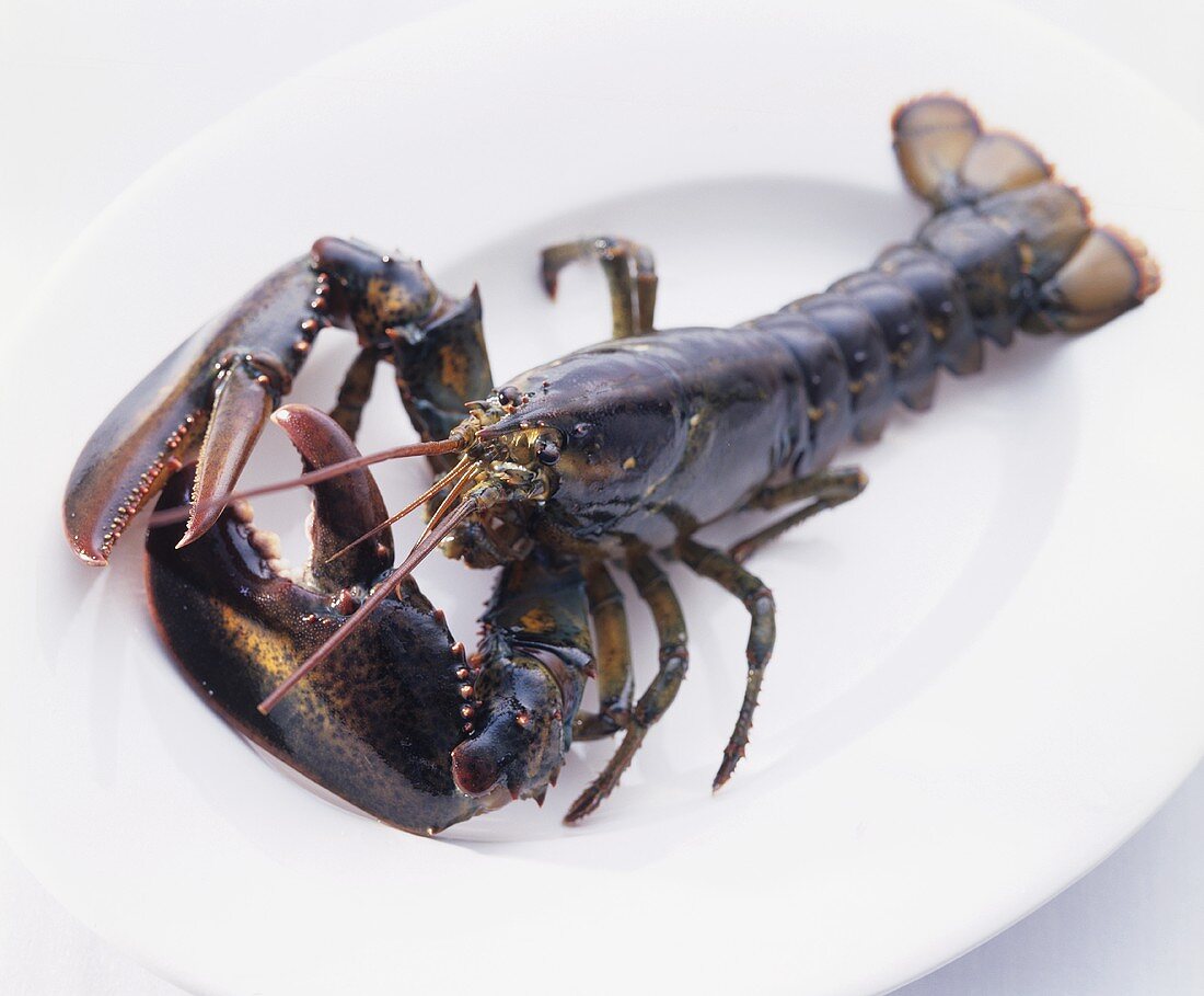 A lobster on a plate