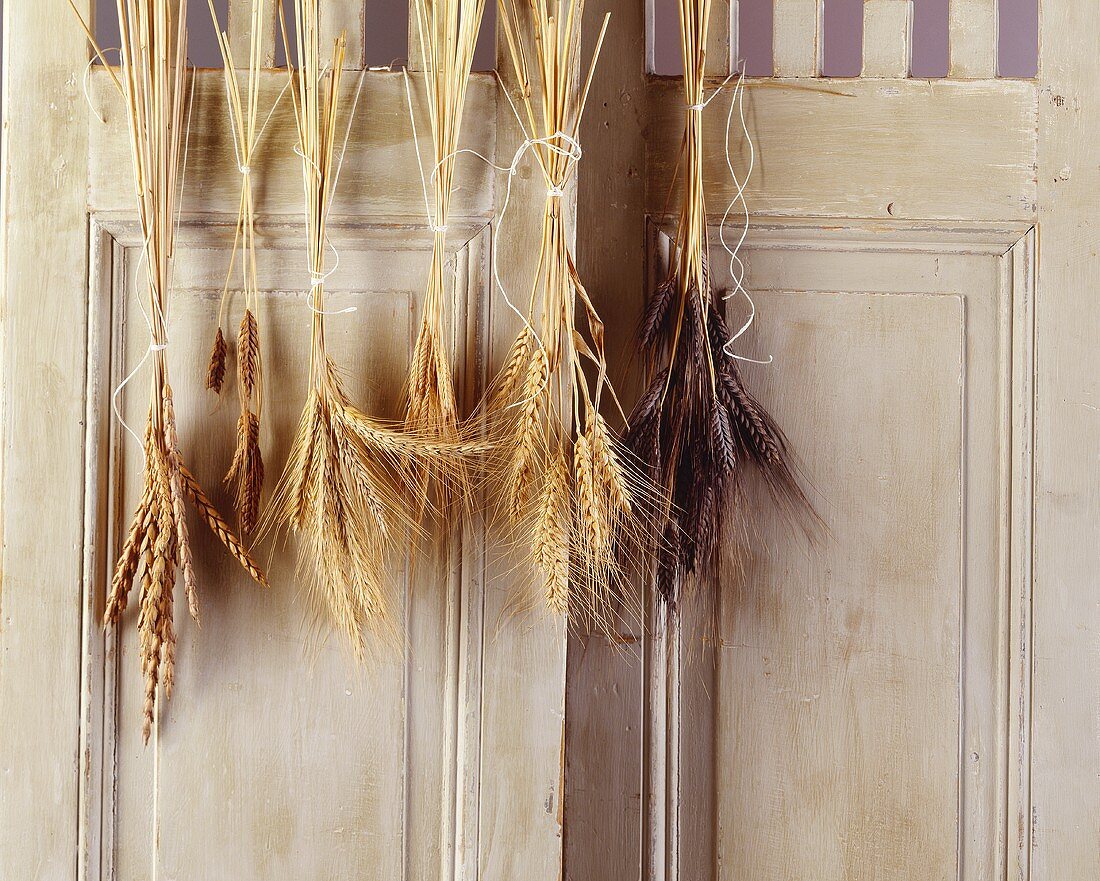 Getreide-Bündel an einer Holztür aufgehängt