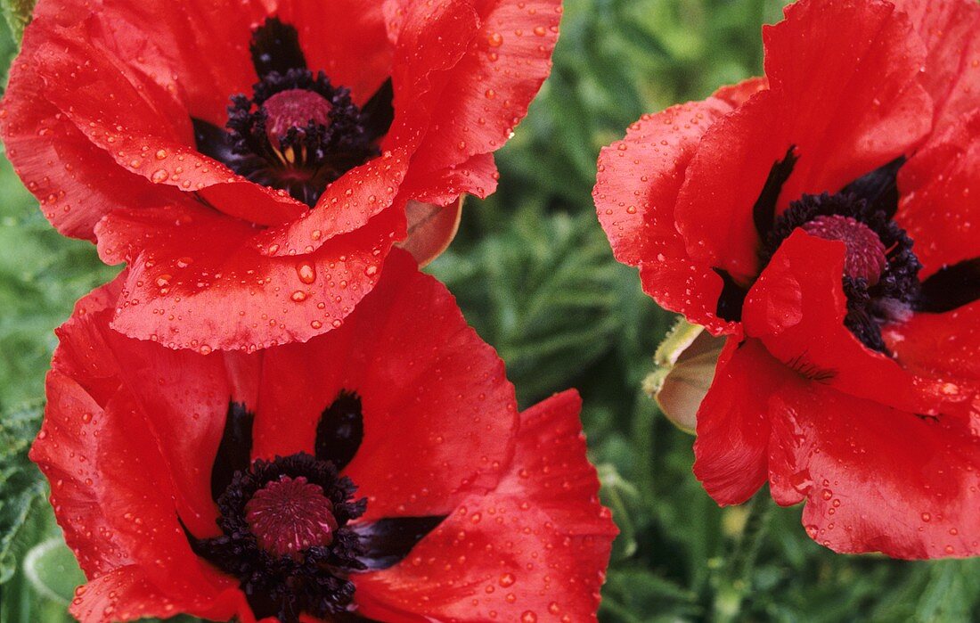 Three poppies