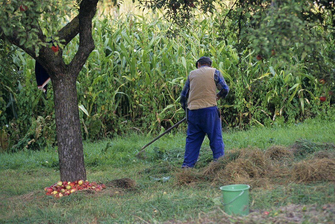 Apple harvest in Austria