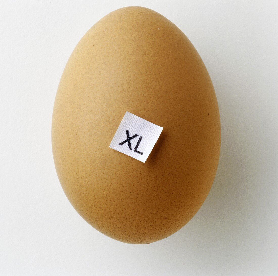 Ein braunes XL-Ei