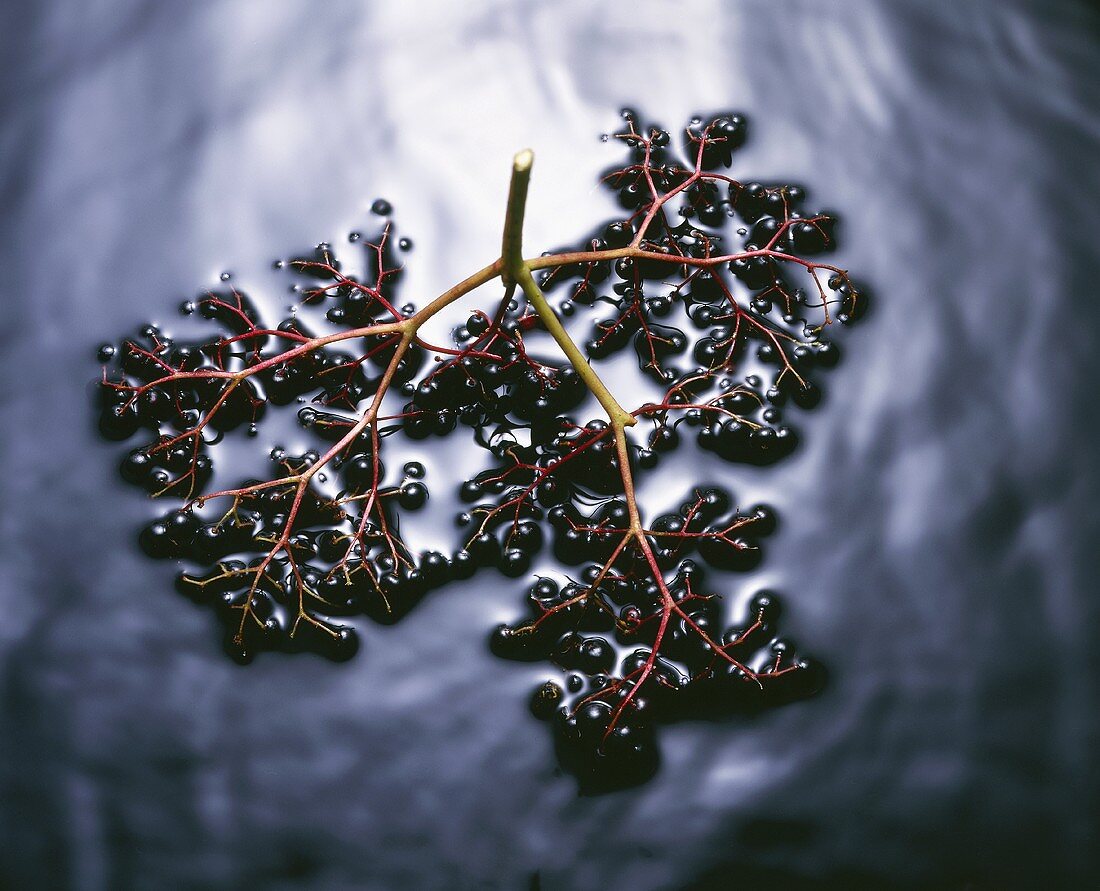 Dolde Holunderbeeren in Wasser