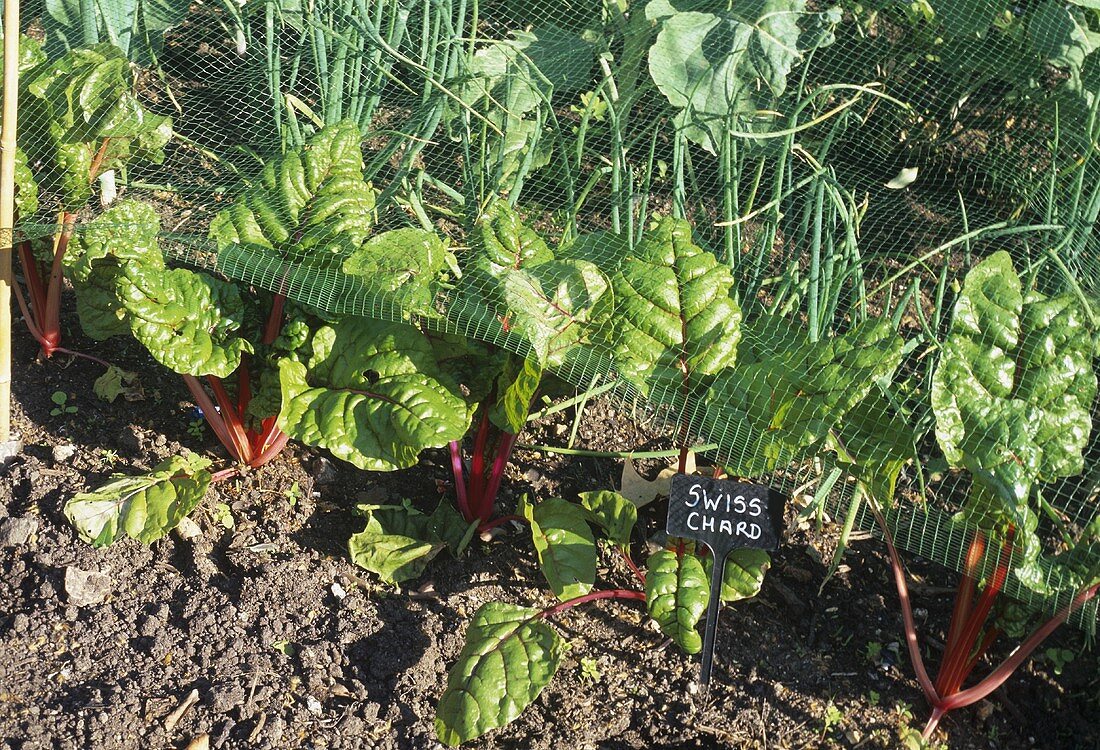 Swiss chard in vegetable bed