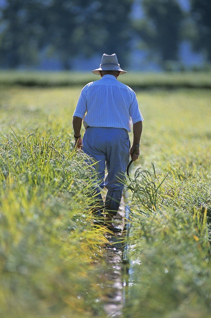 Man in a paddy field