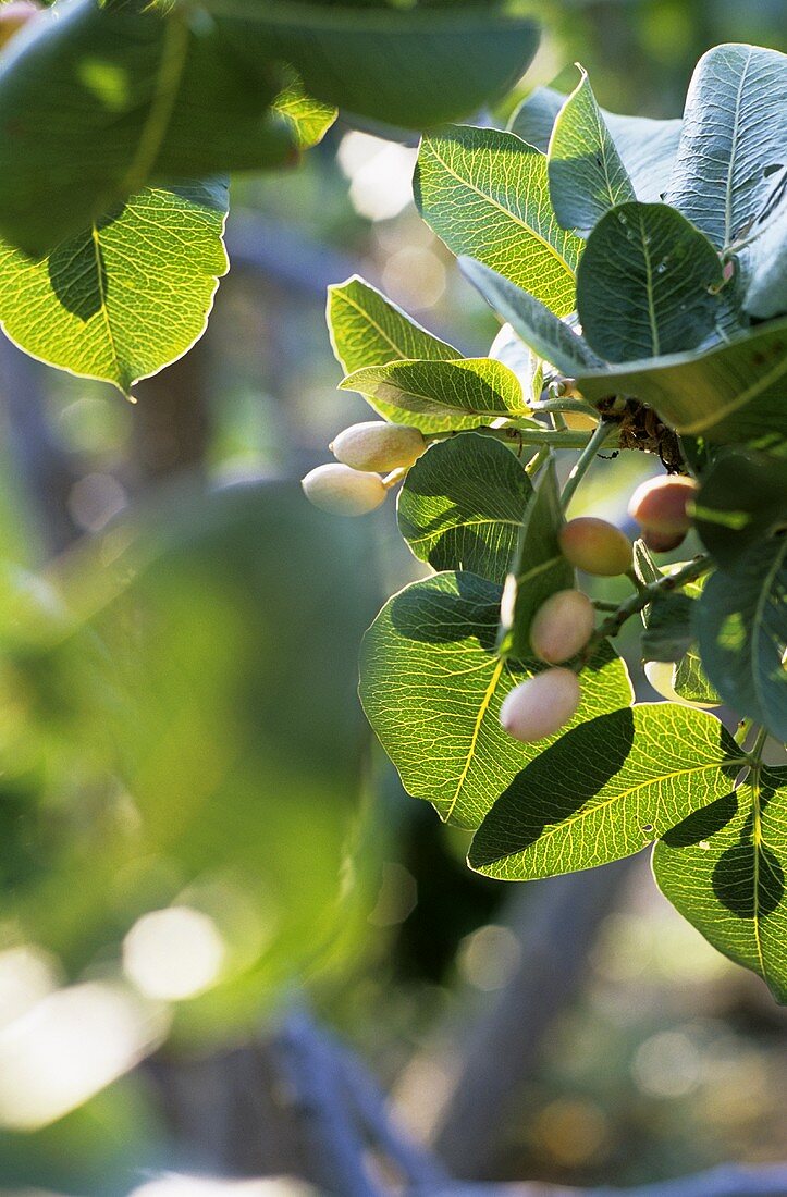 Pistazien am Baum