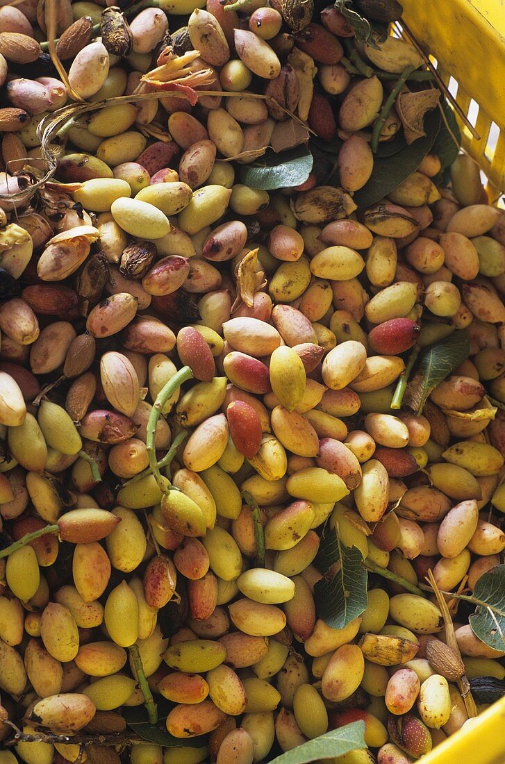 Freshly picked pistachios in a basket