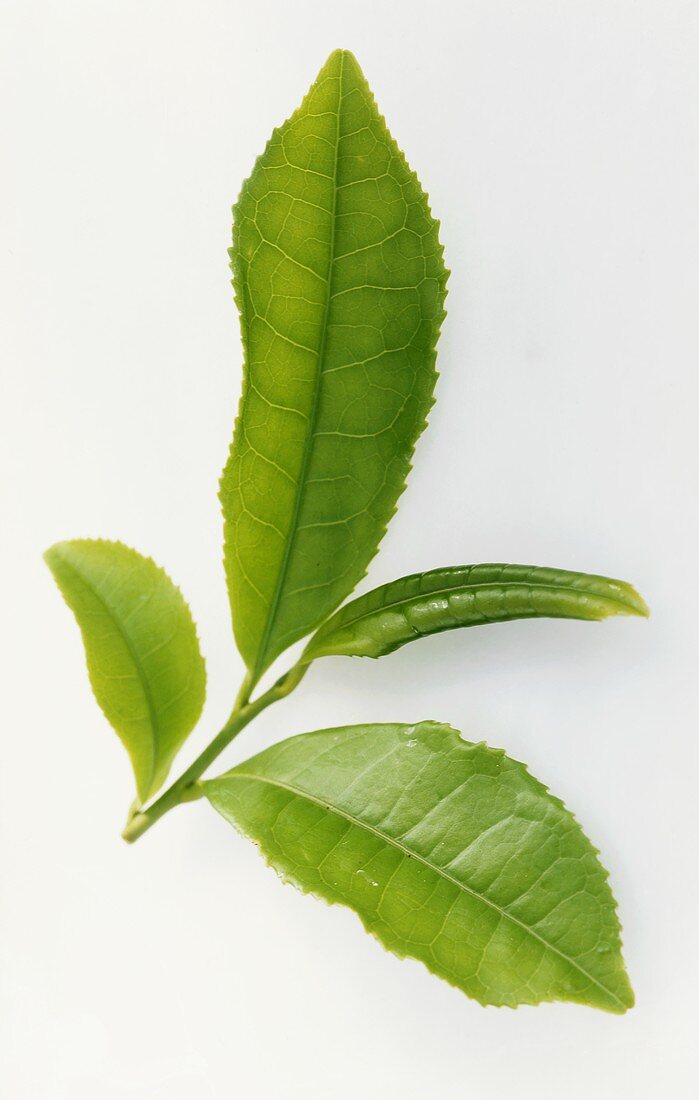 Fresh tea leaves (Camellia sinensis)