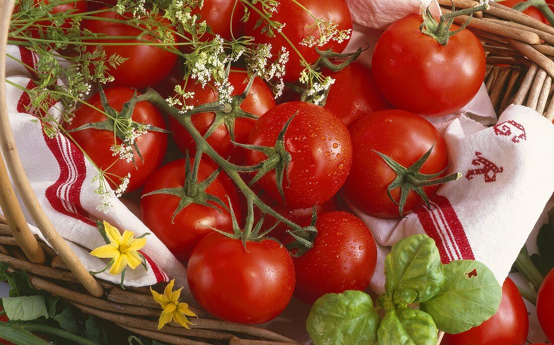 Fresh tomatoes in a basket