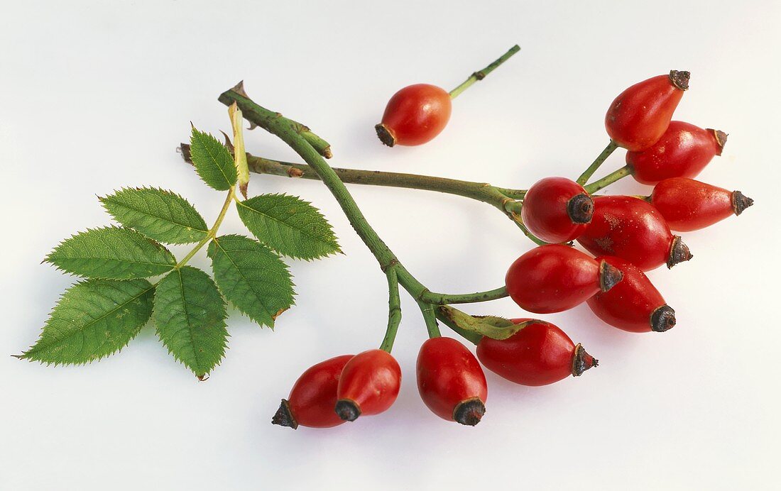 Two sprigs of rose hips