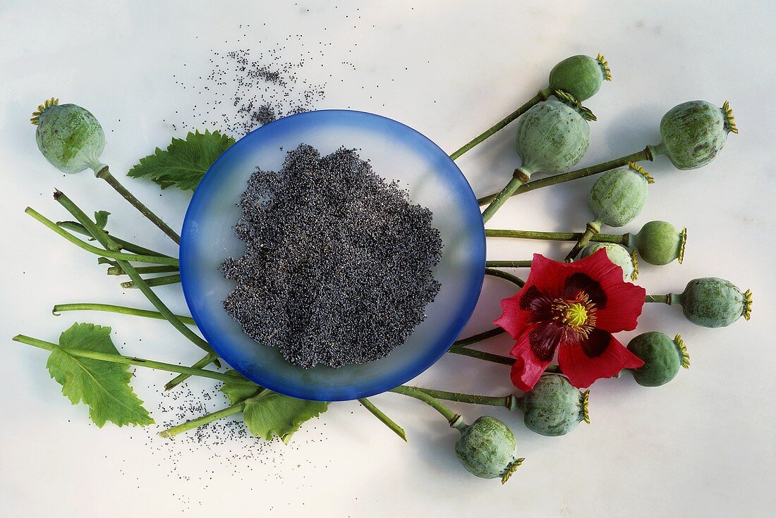 Plate of poppy seeds, poppy seed heads and flower