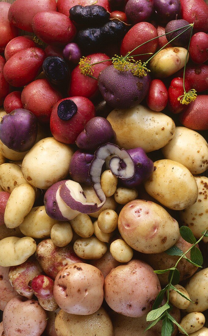 Various varieties of potatoes, full-frame