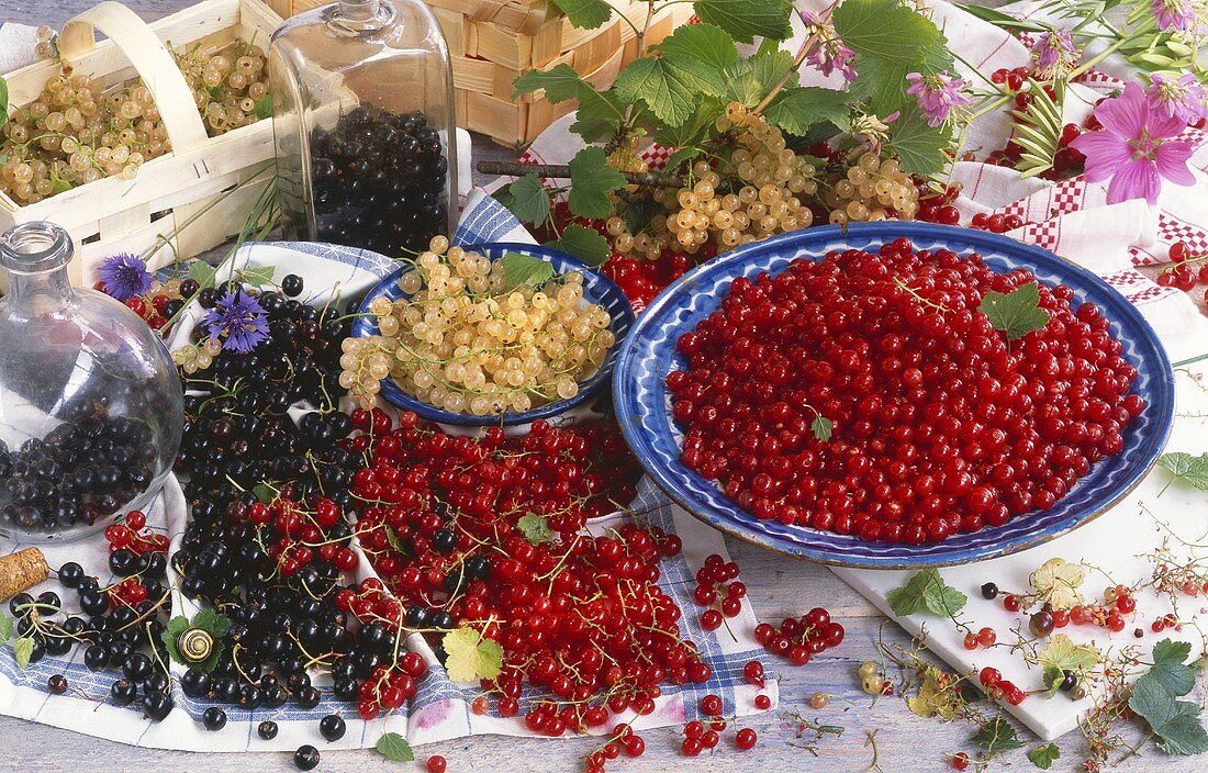 Rote, weiße und schwarze Johannisbeeren