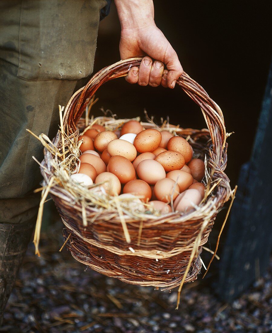 Freshly laid hens' eggs in basket
