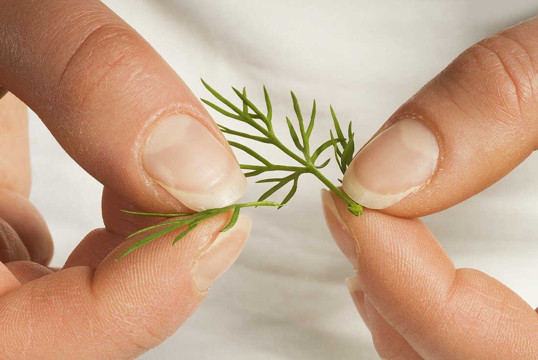 Breaking dill into smaller pieces